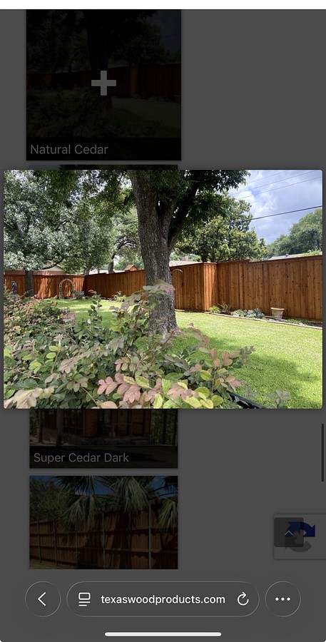 Staining Project 6